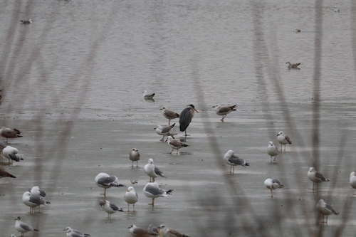 Grey Heron (Ardea cinerea), photo 5