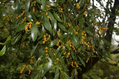 Phoradendron aurantiacum