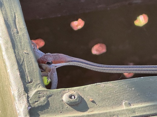 Speckled Sand Racer