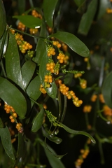 Phoradendron aurantiacum