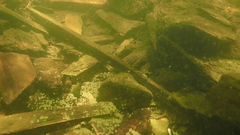 Micropterus dolomieu