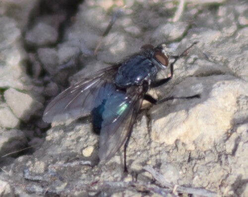 Unknown species found near West Meadowbrook, Fort Worth, TX, USA