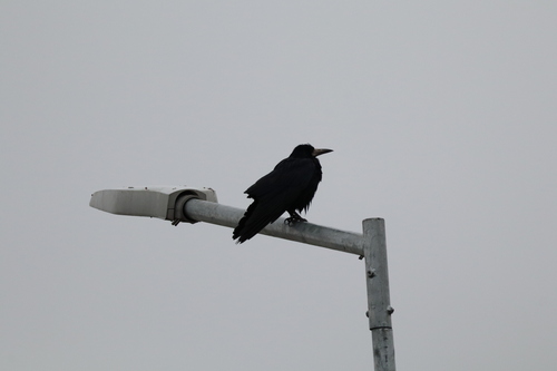 Rook (Corvus frugilegus), photo 7