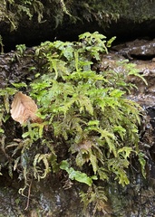 Thamnobryum alleghaniense