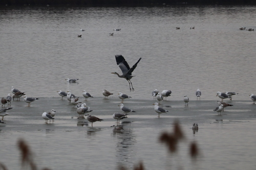 Grey Heron (Ardea cinerea), photo 7