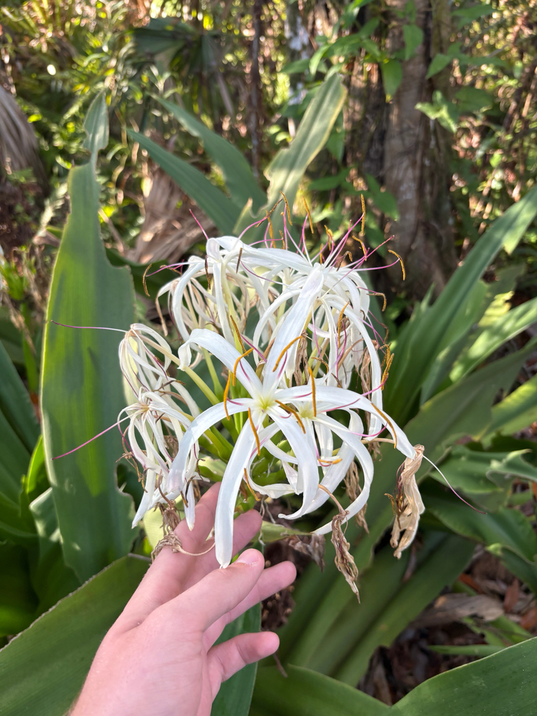 Náng – Crinum asiaticum
