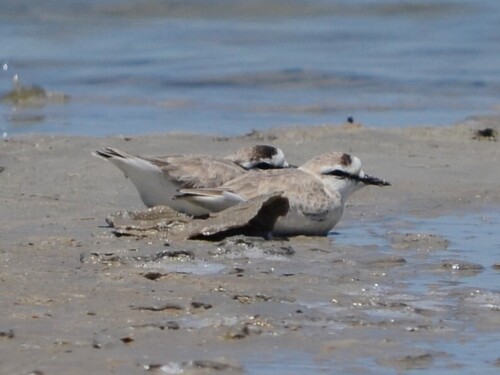 iNaturalist: (c) Arno Van Der Vyver, some rights reserved (CC BY-NC), uploaded by Arno Van Der Vyver iNaturalist image