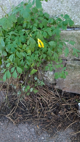Pseudofumaria lutea