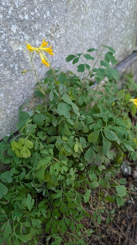 Pseudofumaria lutea