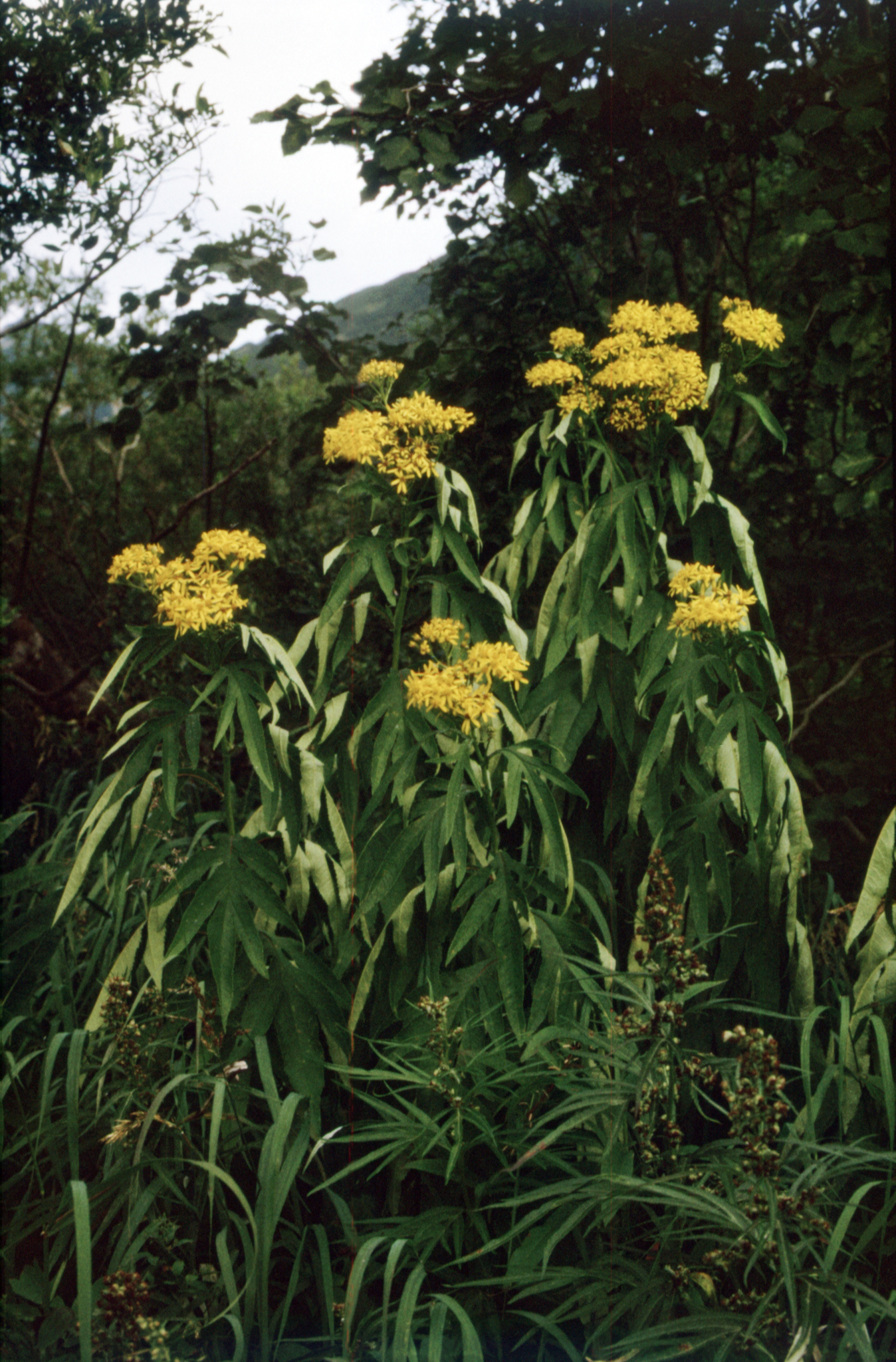 Hemp-Leaved Ragwort (Jacobaea cannabifolia)