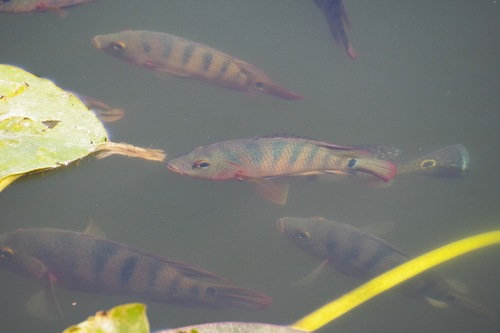 False red terror (Mayaheros urophthalmus) — Cichlidae