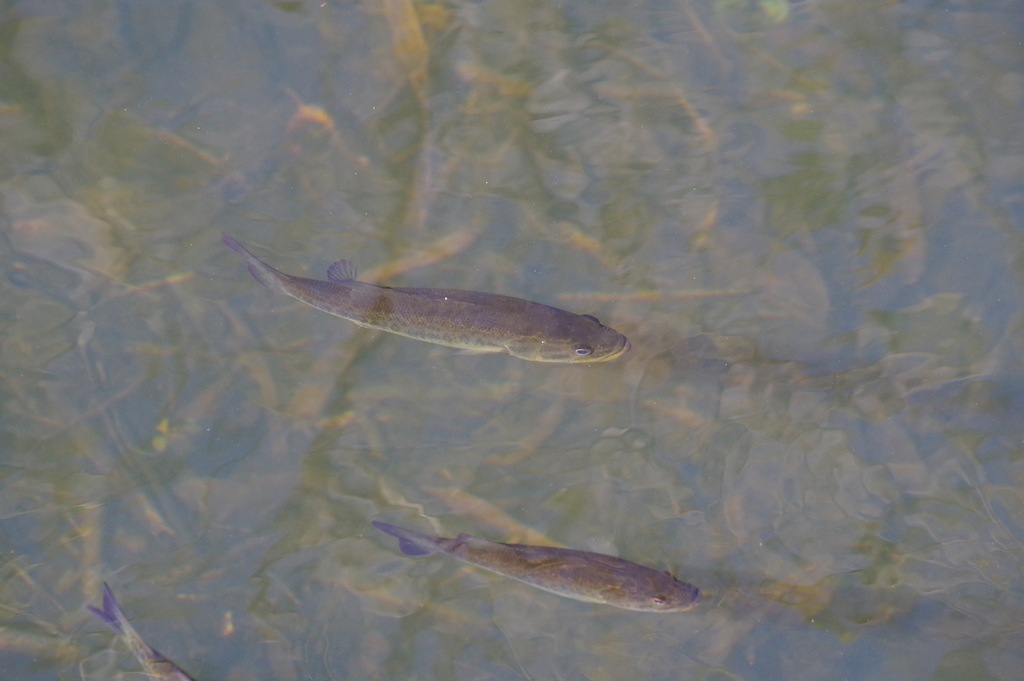 American black bass (Micropterus salmoides) — Centrarchidae