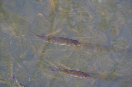 American black bass (Micropterus salmoides) — Centrarchidae
