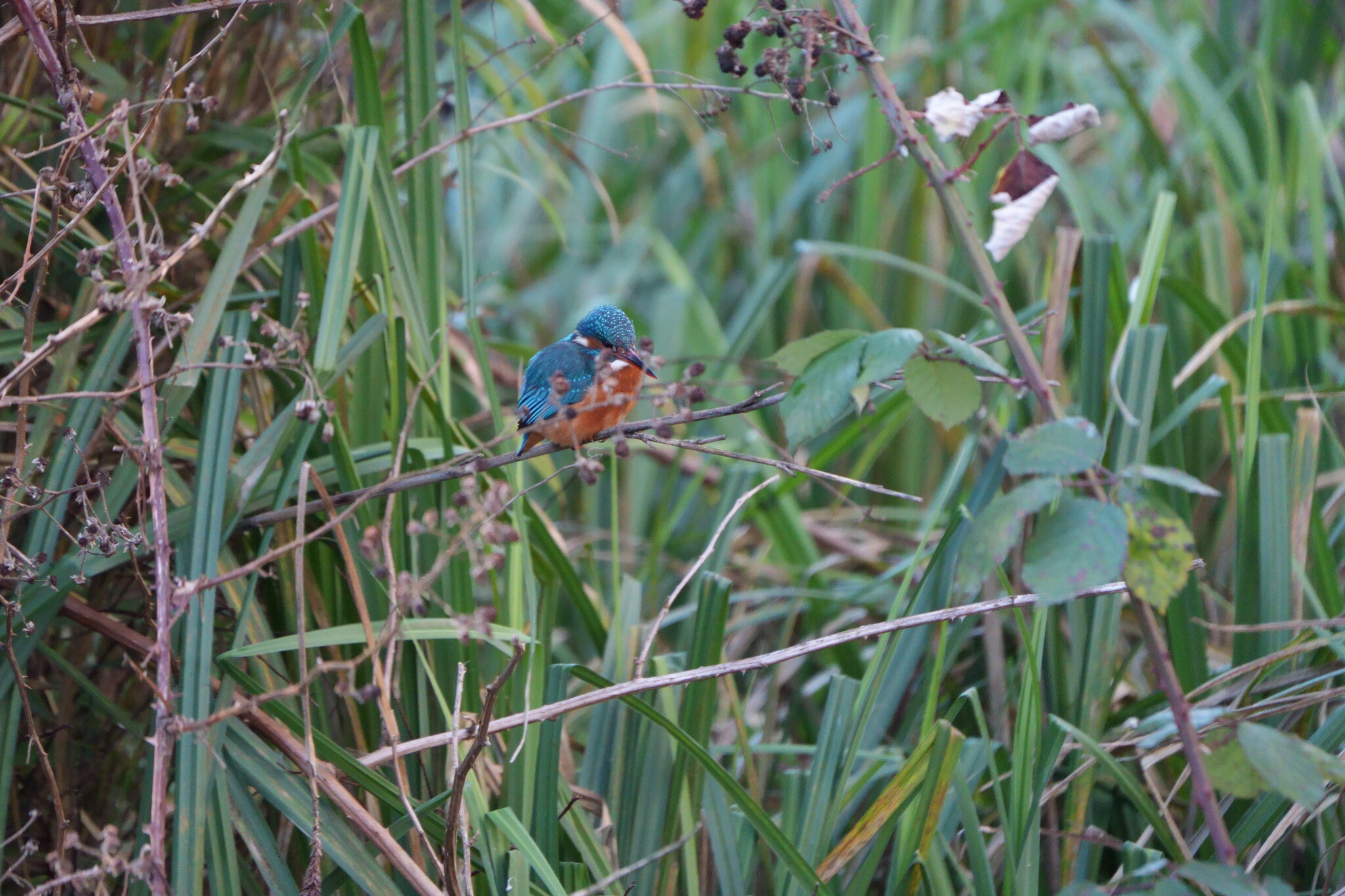Common Kingfisher (Alcedo atthis), photo 8