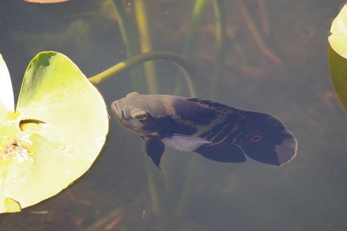 Marble cichlid (Astronotus ocellatus) — Cichlidae