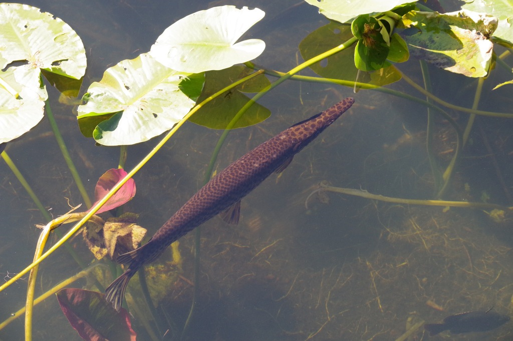 Florida gar (Lepisosteus platyrhincus) — Lepisosteidae