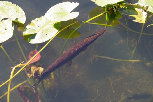 Florida gar (Lepisosteus platyrhincus) — Lepisosteidae