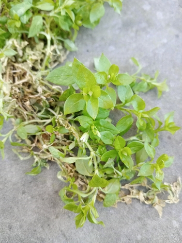 Ein weiteres Foto von Common Chickweed