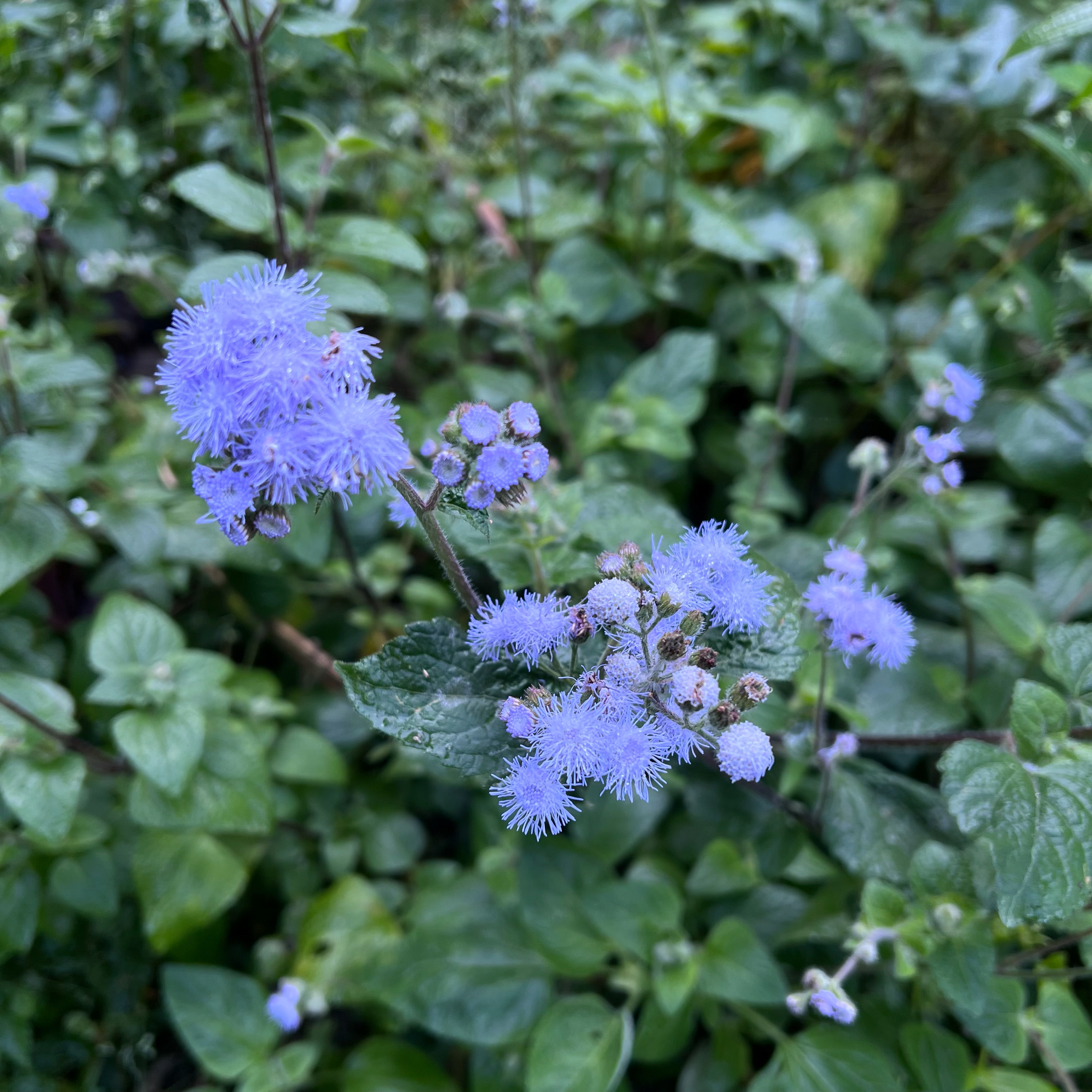 Flossflower