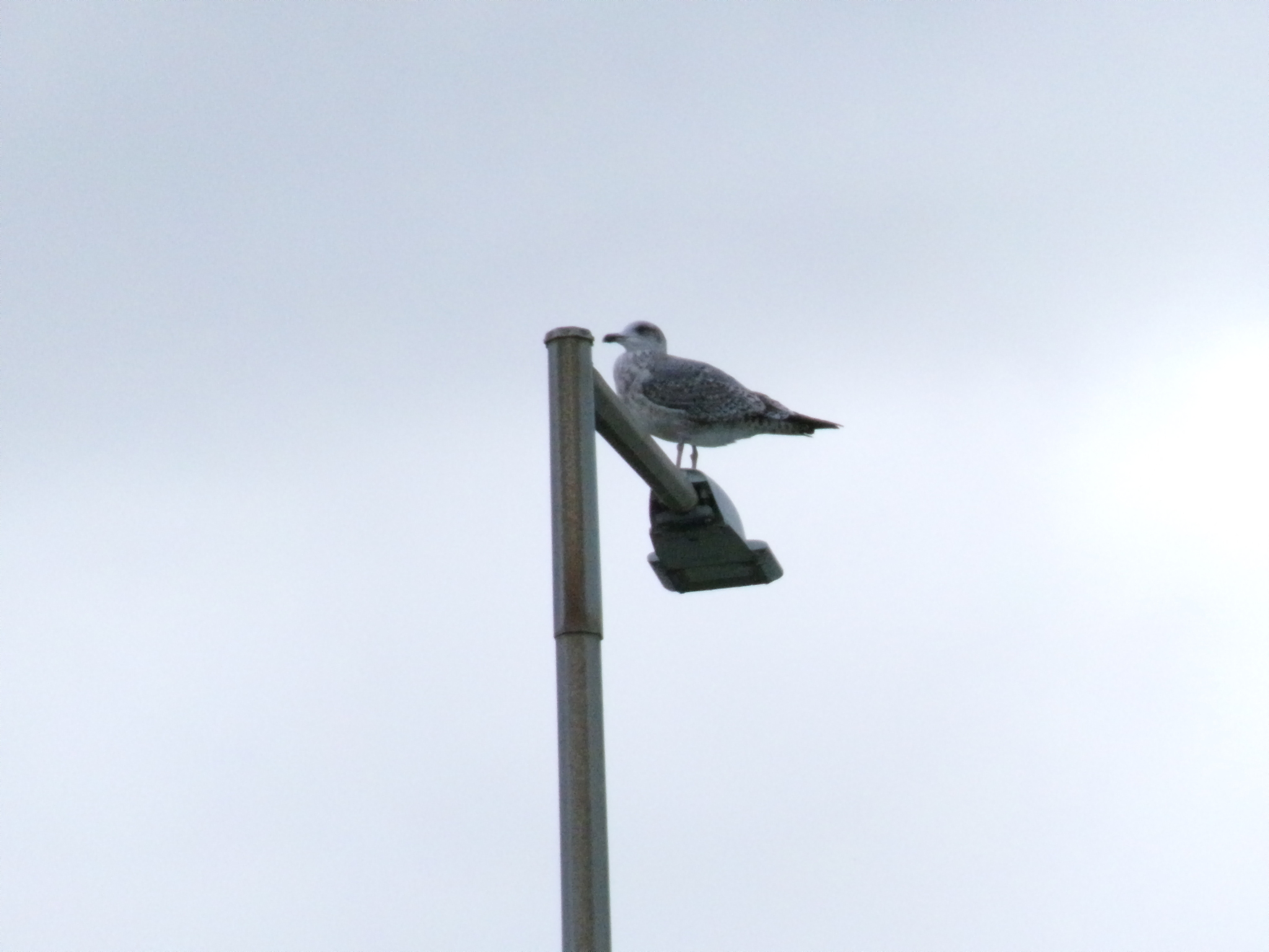 Larus fuscus