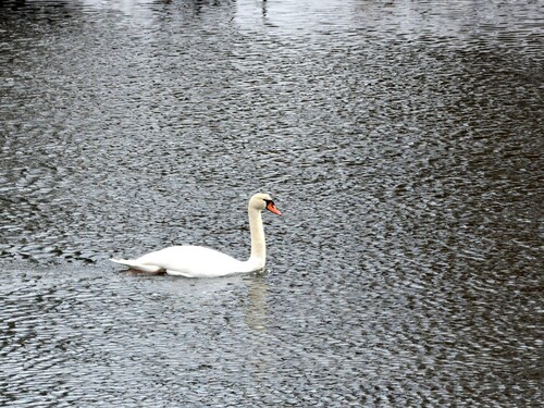 Mute Swan (Cygnus olor), photo 7
