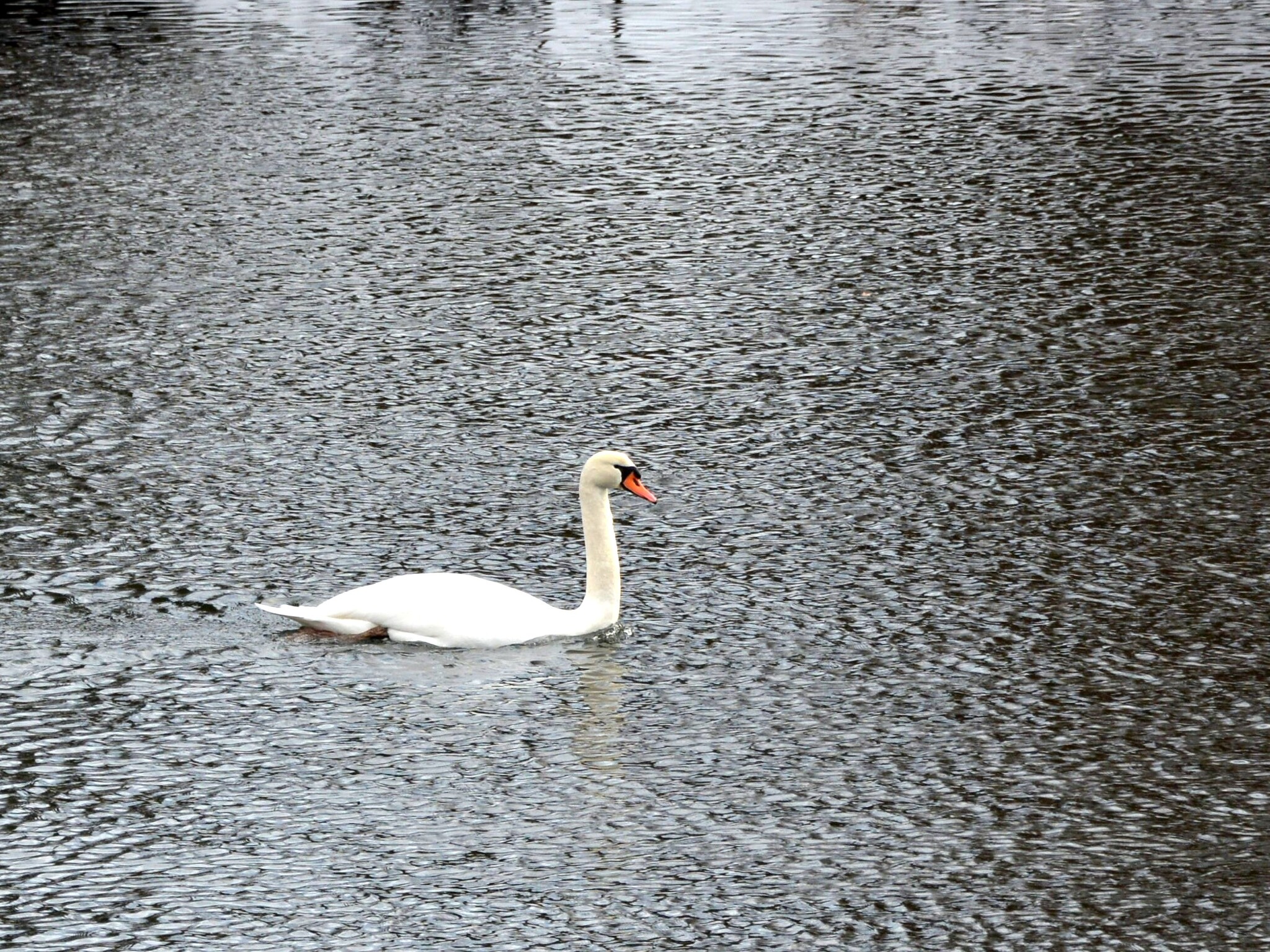 Mute Swan (Cygnus olor), photo 9