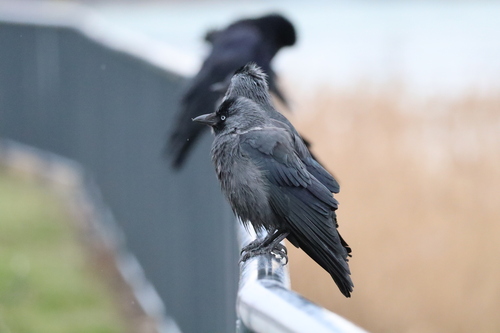 Western Jackdaw (Coloeus monedula), photo 1