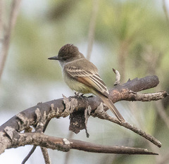 Myiarchus stolidus