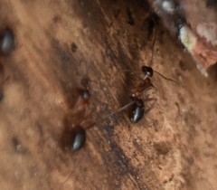 Camponotus inaequalis