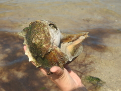 Sinistrofulgur perversum