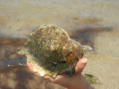 Sinistrofulgur perversum