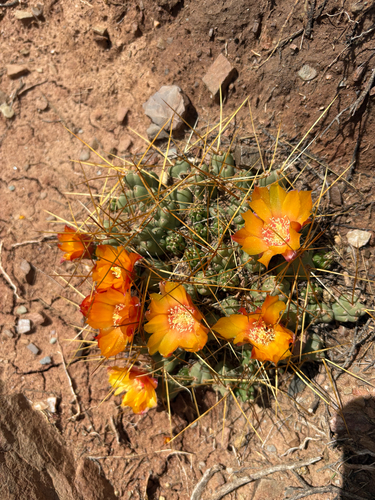 Cumulopuntia iturbicola (Cumulopuntia iturbicola)