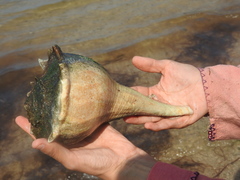 Sinistrofulgur perversum