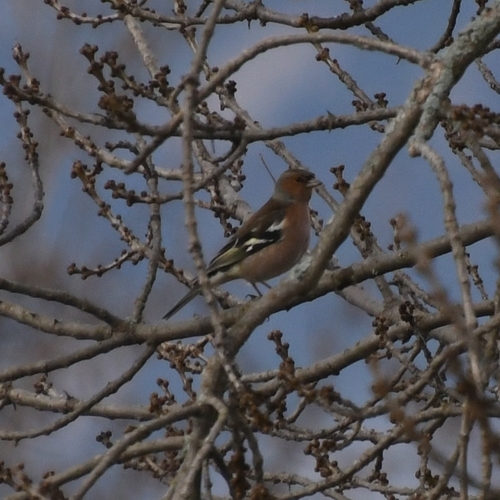 Eurasian Chaffinch (Fringilla coelebs), photo 1