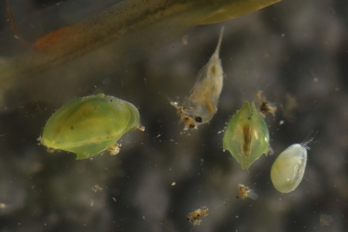 Cypris bispinosa