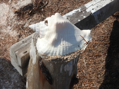 Macrostrombus costatus