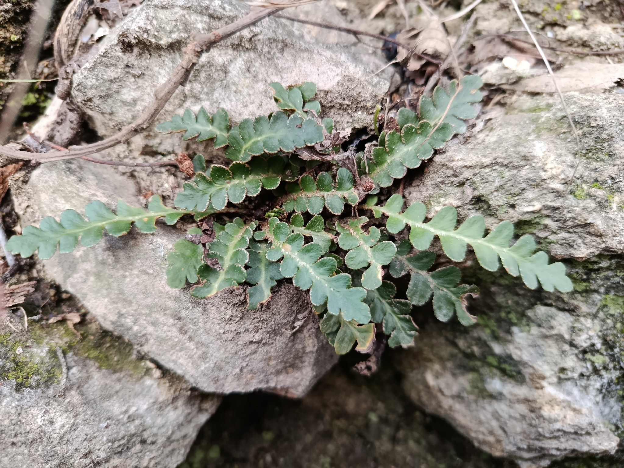 Rustyback fern