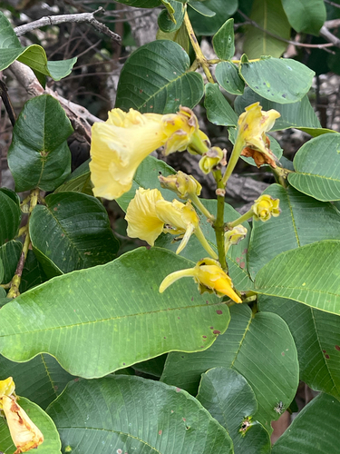 Qualea grandiflora