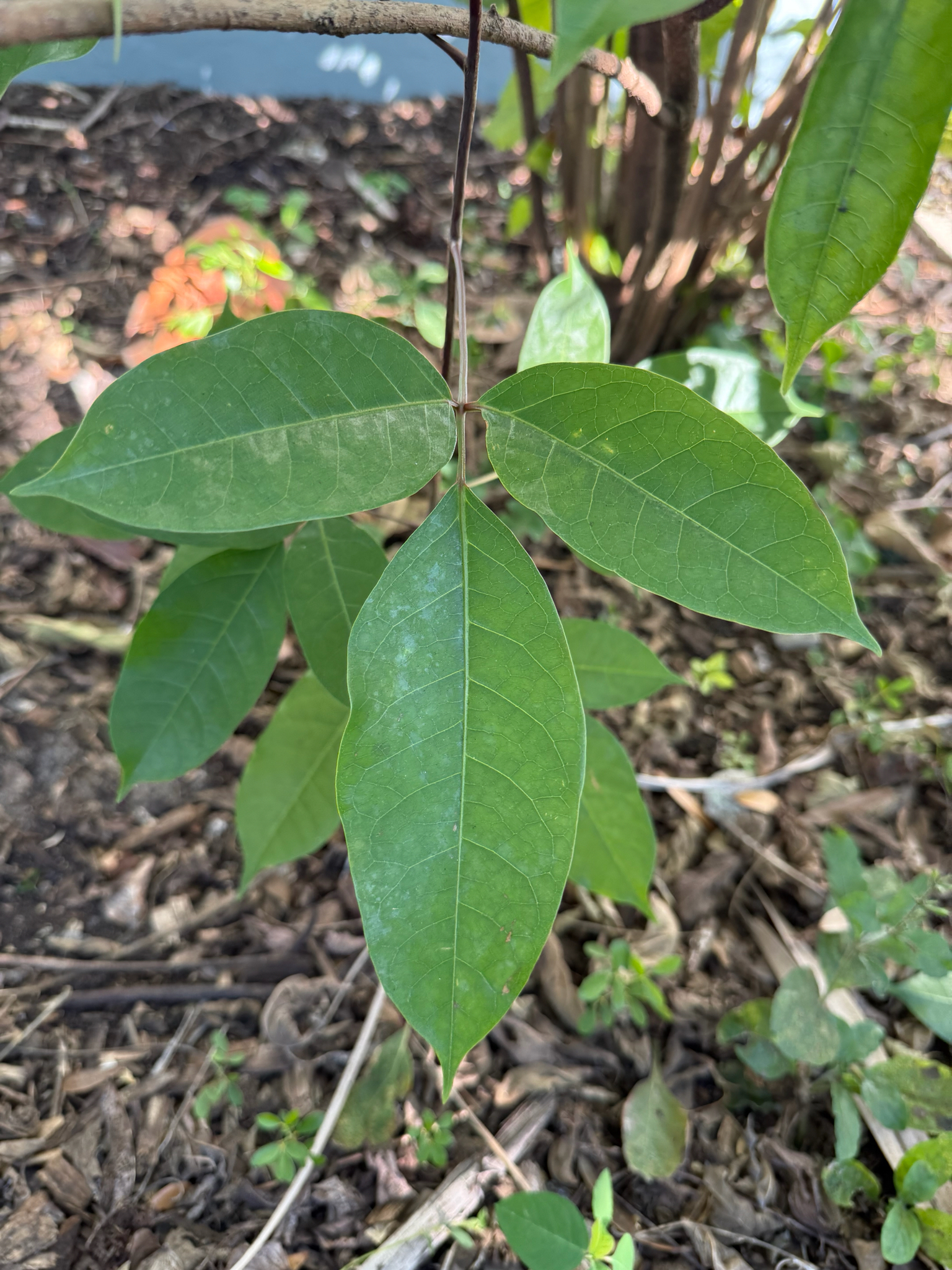 Imagem de pau-mulato