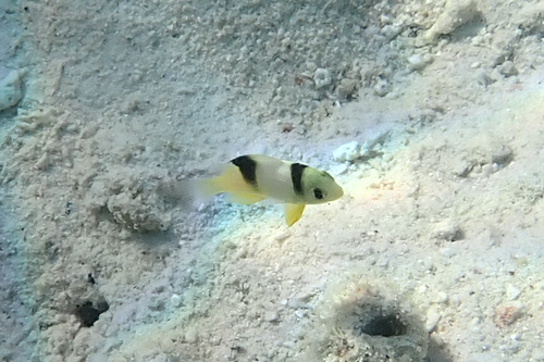 Damselfish (Dischistodus perspicillatus) — Pomacentridae