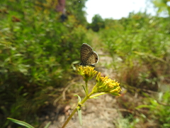 Leptotes cassius cassidula