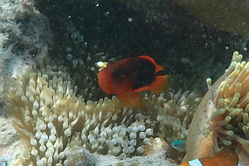 Black-backed anemonefish (Amphiprion ephippium) — Pomacentridae