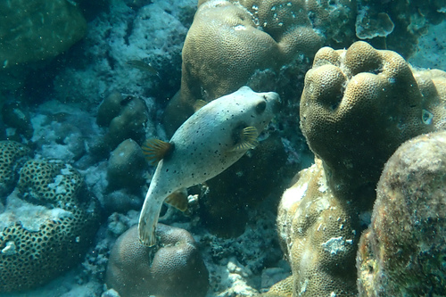 Black spotted blow fish (Arothron nigropunctatus) — Tetraodontidae