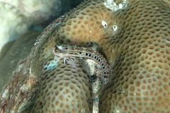 Spottedback Coralblenny photo 3