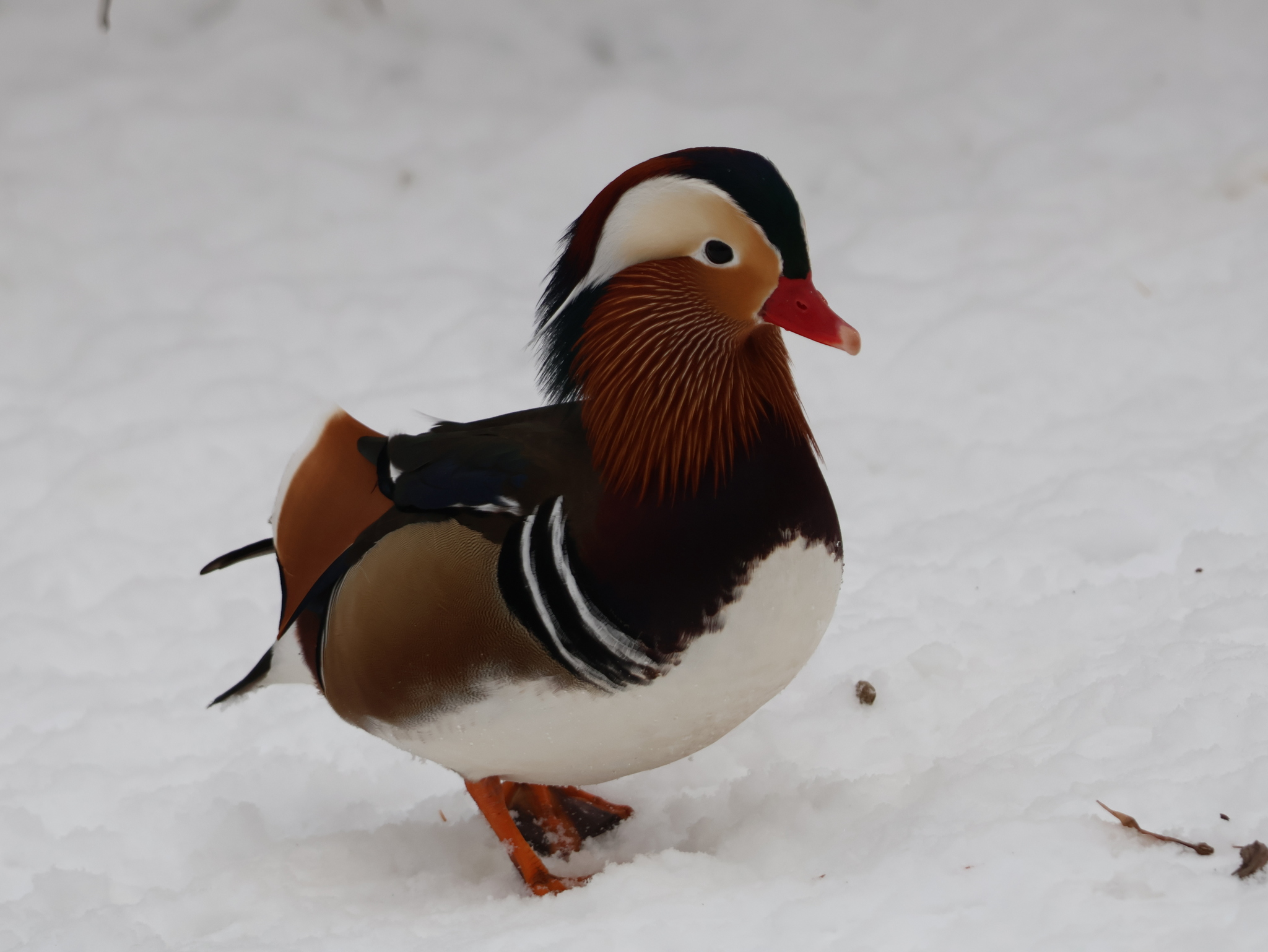 Aix galericulata (Linnaeus, 1758)