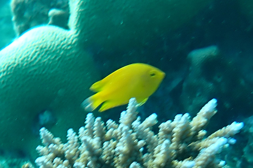 Damselfish (Pomacentrus moluccensis) — Pomacentridae — 4