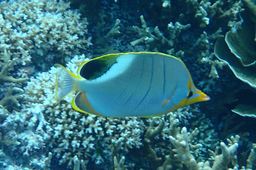 Yellowhead butterflyfish (Chaetodon xanthocephalus) — Chaetodontidae — 4