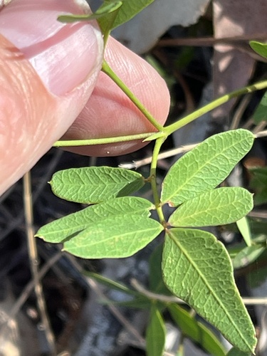 Handsome Wedge Pea (Gompholobium knightianum)