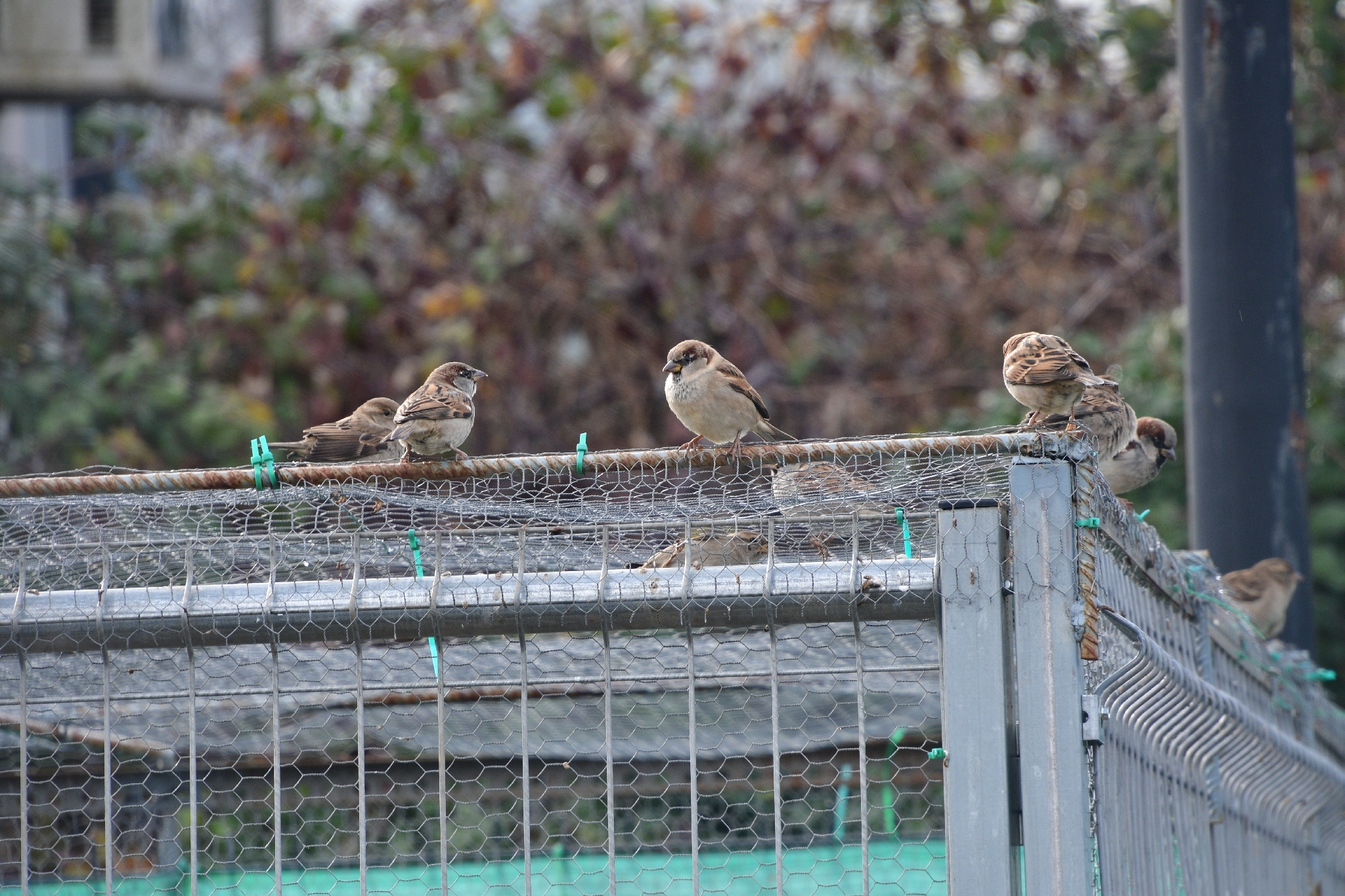 House Sparrow (Passer domesticus), photo 3