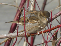 Passer domesticus